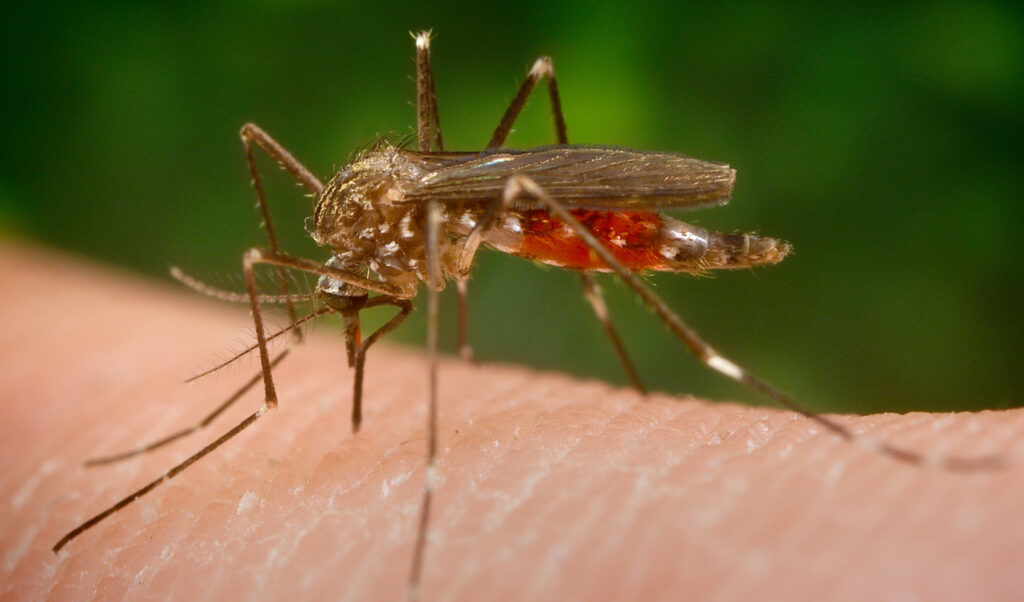 Mosquito